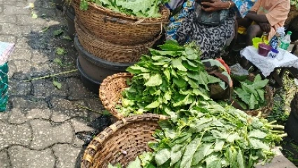 Bénin/Consommation des légumes: une arme puissante de protection contre les Maladies Non Transmissibles