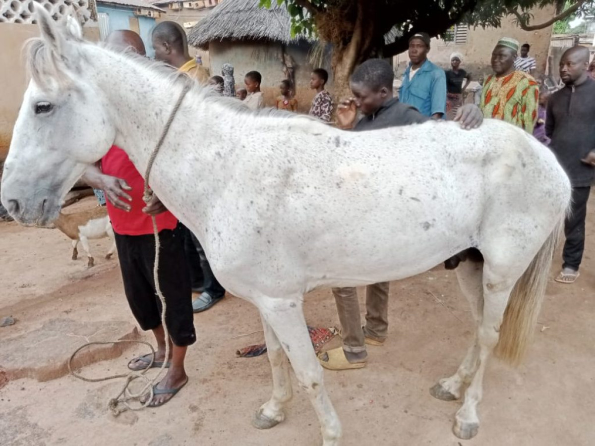 COUR ROYALE DE KOUANDÉ : Aminou Mama Ibrahim fait don d&rsquo;un cheval au roi Bagana Tunko Cessi II