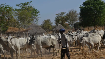 MODERNISATION DES PRATIQUES D’ELEVAGE AU BENIN : Le gouvernement met en place le Proser