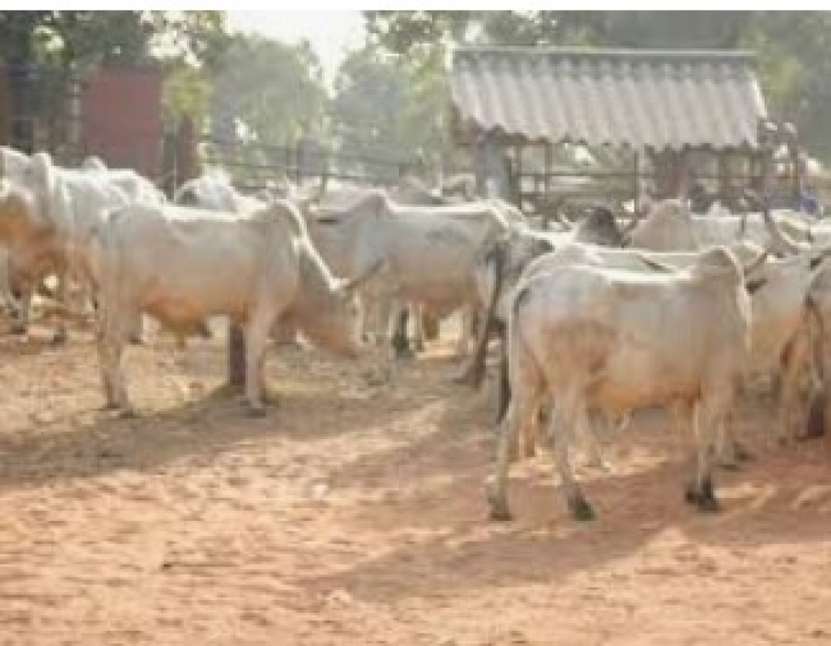 GOUVERNANCE LOCALE : Gogounou séduit le monde par son marché de bétail