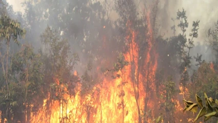 FEUX DE BROUSSE TARDIFS AU BÉNIN : Une pratique dangereuse pour l&rsquo;environnement