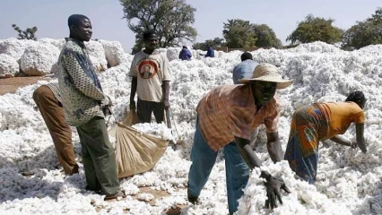 Campagne agricole 2025-2026: les prix de coton-graine et d’intrants fixés 
