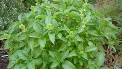 PRESERVATION DES PLANTES MEDECINALES AU BENIN : Un défi pour la médecine traditionnelle 