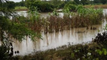 DEBORDEMENT DU FLEUVE AFFON DANS LA COMMUNE DE DJOUGOU : Des dizaines d’hectares de champs emportés