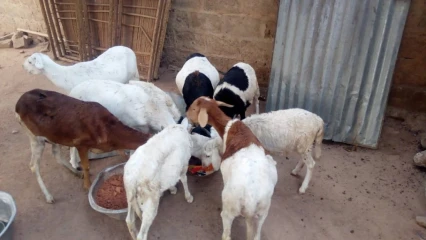 ELEVAGE DOMESTIQUE : Un moyen pour manger sain et bien