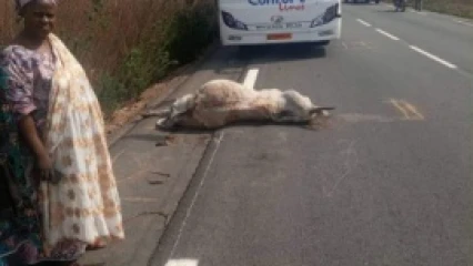 TCHAOUROU/EN ÉVITANT UN TROUPEAU DE BŒUFS SUR LA ROUTE : Un conducteur de bus sauve de justesse la vie de ses passagers