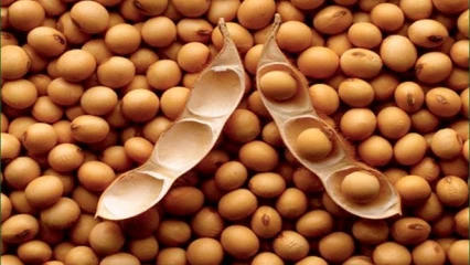 BÉNIN/CAMPAGNE 2022-2023 DE COMMERCIALISATION DE SOJA : Le prix plancher fixé à 190f/kg