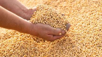 Filière Soja au Bénin: Une vaste opération d’achat de tous les stocks disponibles lancée 