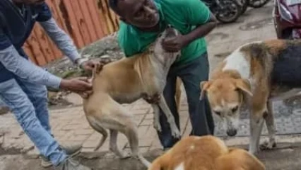 Djidja/Après le décès d&rsquo;un enfant diagnostiqué de la rage: Le gouvernement ordonne l’abattage des animaux de compagnie errants