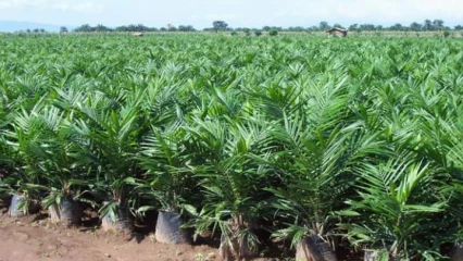 CAMPAGNE AGRICOLE DE PROXIMITE 2020-2021 : Le gouvernement donne le top à Kétou