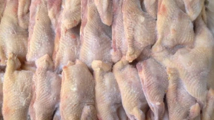 DÉVELOPPEMENT DU SECTEUR AGROALIMENTAIRE AU BÉNIN : L&rsquo;importation d&rsquo;œufs et de poulets congelés bientôt interdite