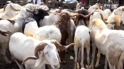 COMMUNE DE DJIDJA  :   Un réseau de vol de bétail démantelé par la population   . Deux membres aux mains de la police, un troisième hospitalisé 