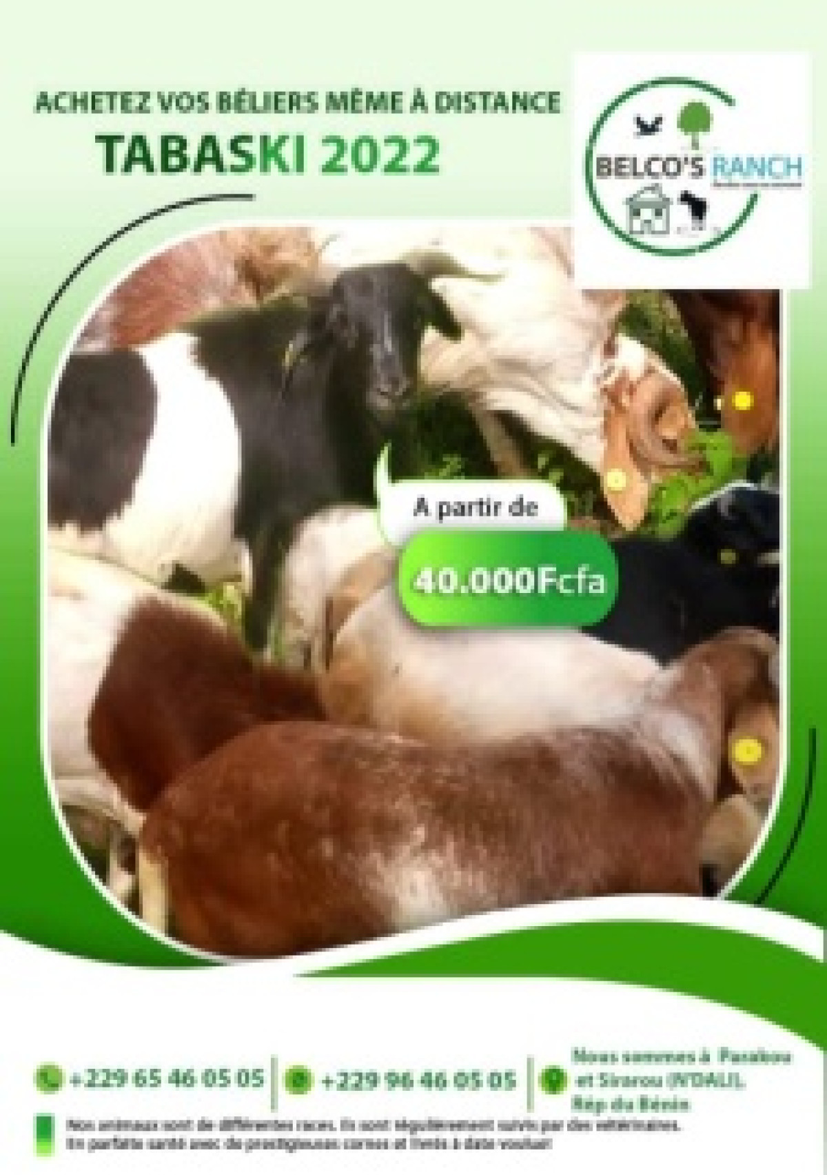 POUR  LA TABASKI 2022 : Belco&rsquo;s Ranch propose des béliers à moindre coût