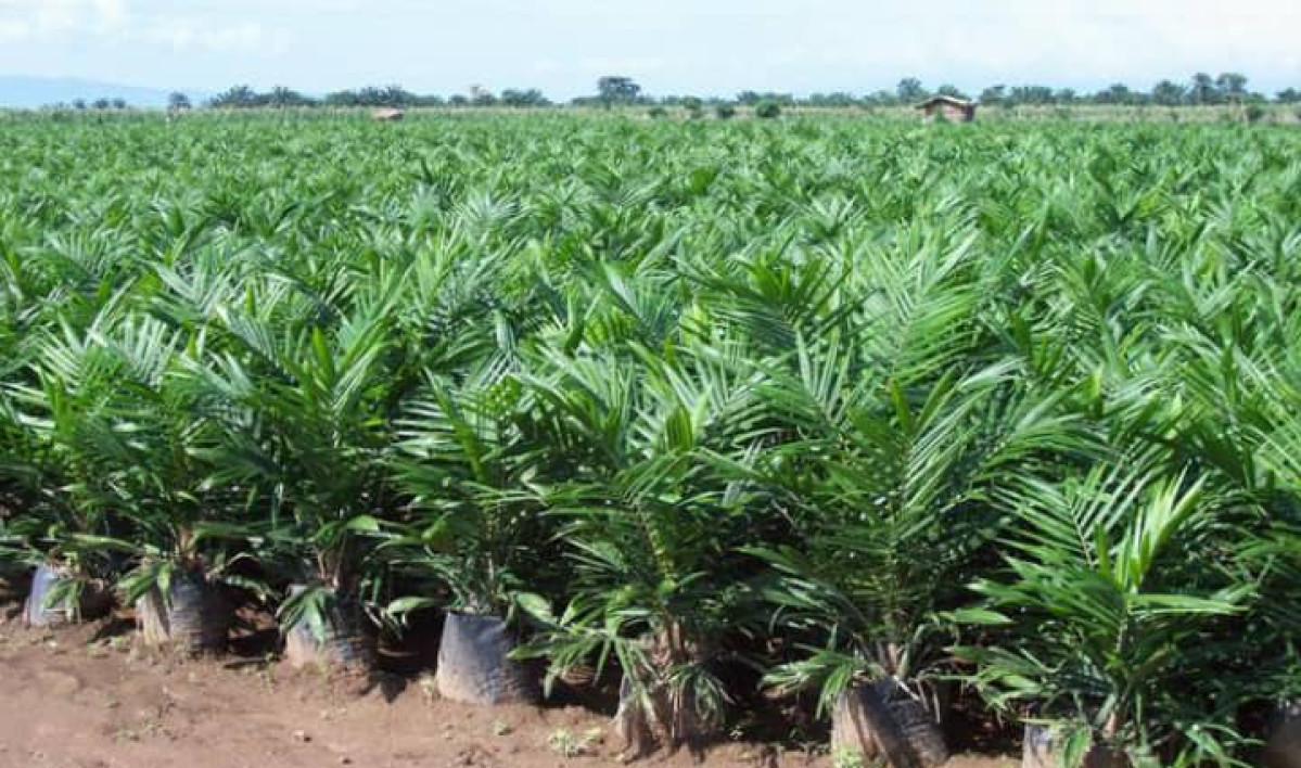 CAMPAGNE AGRICOLE DE PROXIMITE 2020-2021 : Le gouvernement donne le top à Kétou