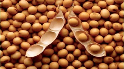 CAMPAGNE DE COMMERCIALISATION 2021-2022 DE SOJA : Le prix plancher fixé à 190 Fcfa/kg . Le lancement prévu pour le 25 novembre à Djidja