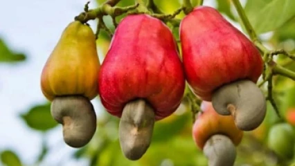 BENIN/CAMPAGNE DE COMMERCIALISATION DES NOIX DE CAJOU : Le prix plancher fixé à 350 F cfa/Kg