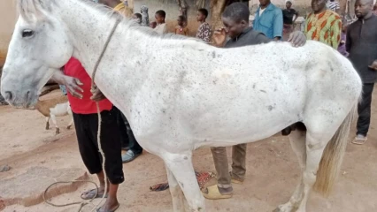 COUR ROYALE DE KOUANDÉ : Aminou Mama Ibrahim fait don d&rsquo;un cheval au roi Bagana Tunko Cessi II