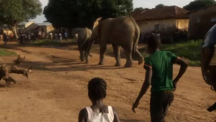 COMMUNE DE SINENDÉ : Des éléphants troublent la quiétude des populations