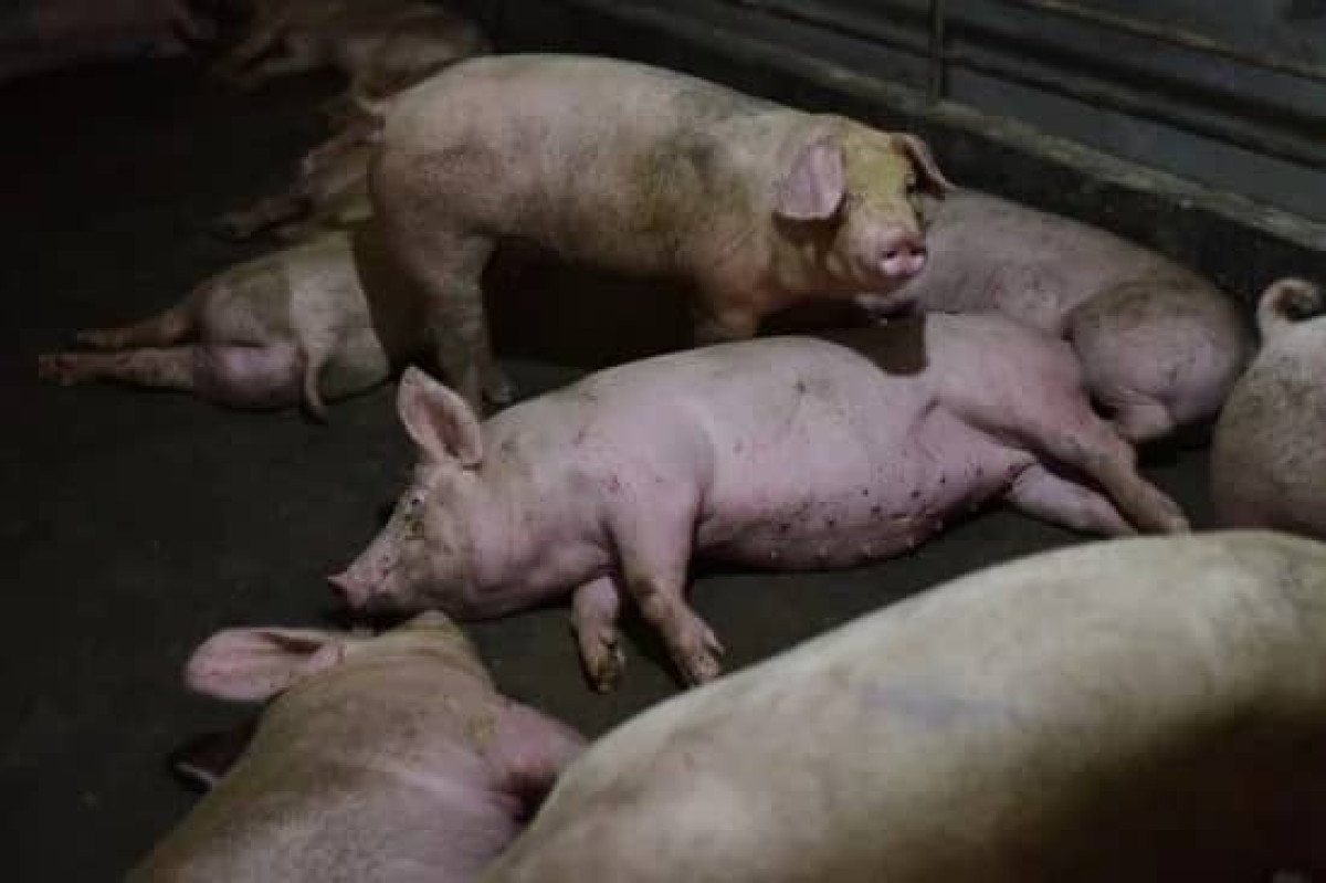 PRÉSENCE DE LA PESTE PORCINE AFRICAINE À PÈRÈRÈ : La situation est sous contrôle rassure le Ddep