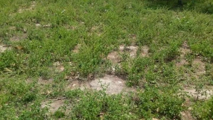 CRIME CRAPULEUX A NIKKI : Un homme assassiné dans son champ à Sansi-Gando