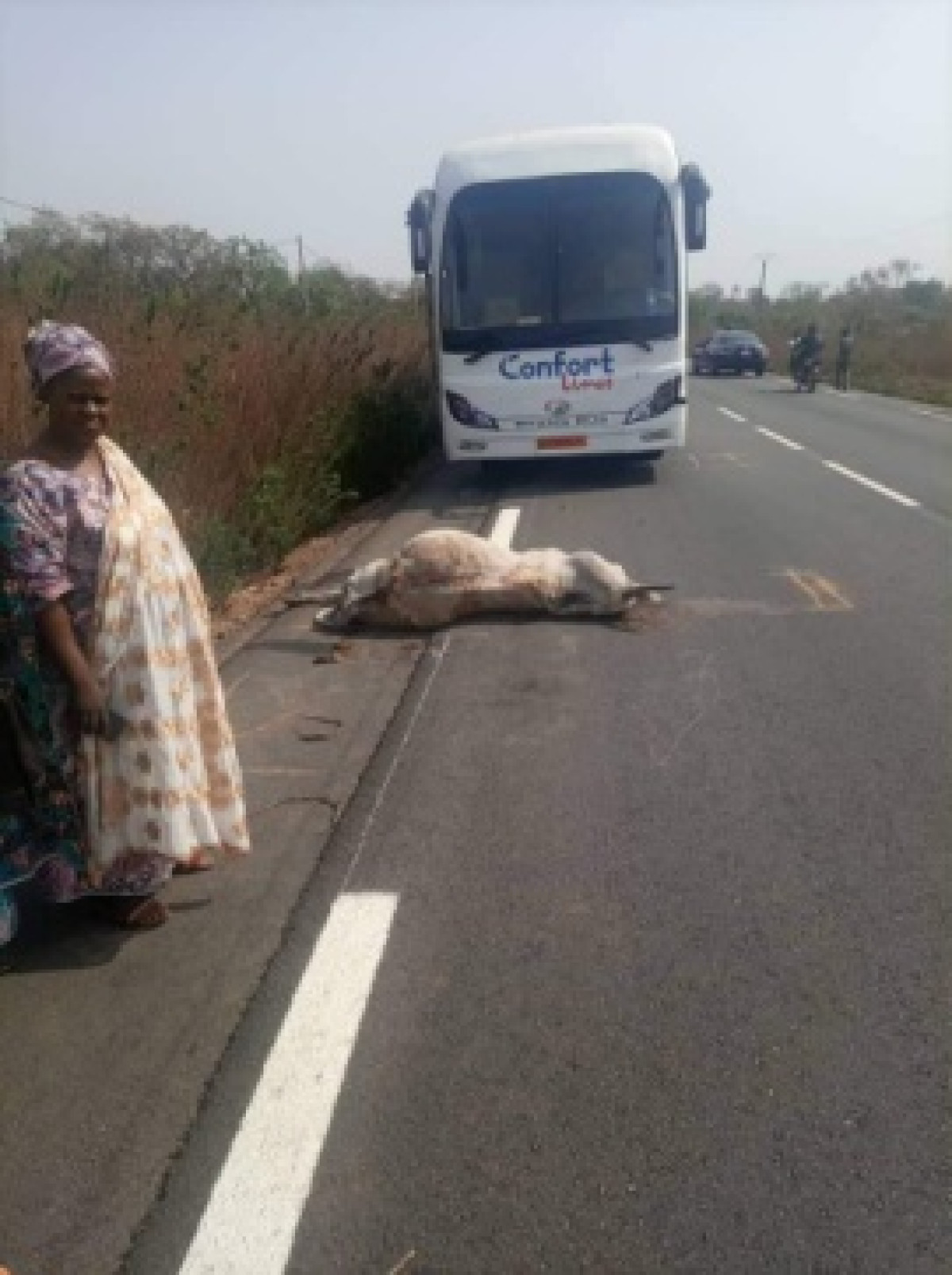 TCHAOUROU/EN ÉVITANT UN TROUPEAU DE BŒUFS SUR LA ROUTE : Un conducteur de bus sauve de justesse la vie de ses passagers