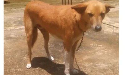 DIVAGATION DES CHIENS À PARAKOU : De véritables vecteurs de rage en plein air