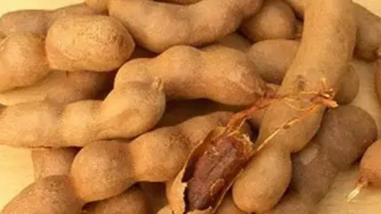 ASTUCES DES FRUITS : Voici 10 raisons de consommer le tamarin