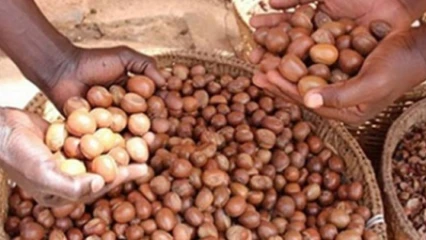 CAMPAGNE DE COMMERCIALISATION DES AMANDES DE KARITE 2021-2022 AU BENIN : Le prix plancher fixé à 100 Fcfa/Kg