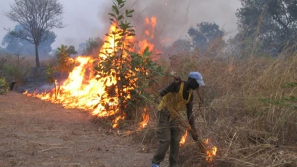 AGRICULTURE ET CHASSE AU BENIN : Le revers des feux de brousse sur l’environnement