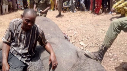 KANDI :  Le pachyderme errant abattu