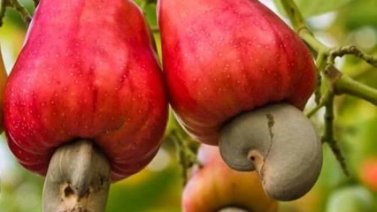 BÉNIN/CAMPAGNE 2022-2023 DE LA COMMERCIALISATION DES NOIX DE CAJOU : Le lancement prévu pour demain 16 mars à Natitingou