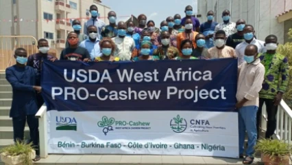 TECHNIQUES DE RÉCOLTE ET POST-RECOLTE DES NOIX DE CAJOU AU BÉNIN : Pro-Cashew forme des conseillers agricoles formateurs et producteurs
