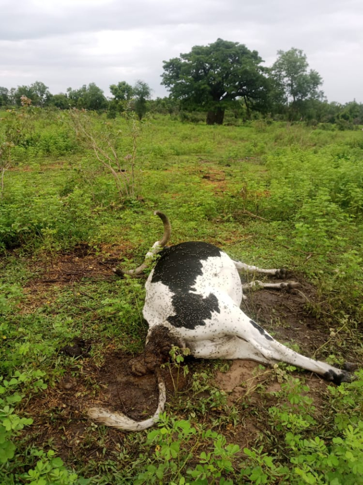 ALIBORI :  Des bêtes abattues par l&rsquo;armée dans le parc W  . Les éleveurs mécontents