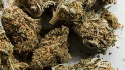 COTONOU : 114 Kg de chanvre indien saisis et trois individus interpellés