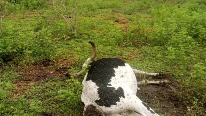 ALIBORI :  Des bêtes abattues par l&rsquo;armée dans le parc W  . Les éleveurs mécontents