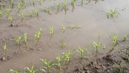 DÉPARTEMENT DU COUFFO :  Des cultures inondées à Tohou