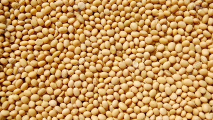 CAMPAGNE 2021-2022 DE COMMERCIALISATION DE SOJA AU BENIN : Les défis qui attendent les acteurs de la filière et le gouvernement