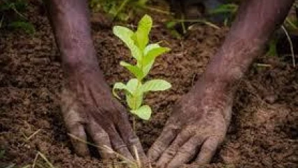 37E EDITION DE LA JOURNEE DE L&rsquo;ARBRE AU BENIN : De milliers de plants encore mis en terre, et après ?