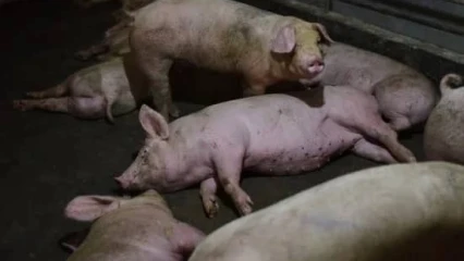 PRÉSENCE DE LA PESTE PORCINE AFRICAINE À PÈRÈRÈ : La situation est sous contrôle rassure le Ddep