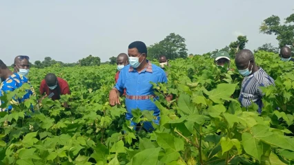 POUR BOOSTER LA PRODUCTION COTONNIERE 2021-2022 :  La Fn-Cvpc au contact des cotonculteurs dans les champs  . Les acteurs satisfaits des résultats sur le terrain