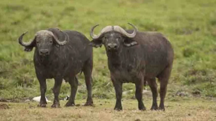 PÉHUNCO : Des buffles en divagation font un mort  . Les autorités appellent à la vigilance