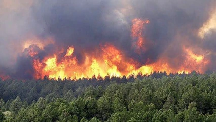 MAROC : Un millier d&rsquo;hectares de forêt parti en fumée  . 500 familles évacuées