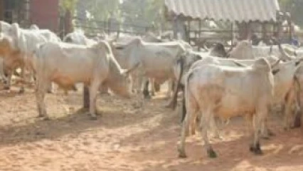 GOUVERNANCE LOCALE : Gogounou séduit le monde par son marché de bétail