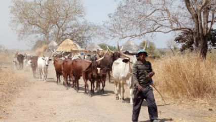 CAMPAGNE NATIONALE DE TRANSHUMANCE 2021-2022 AU BÉNIN : Voici les modalités et les dates de démarrage par département