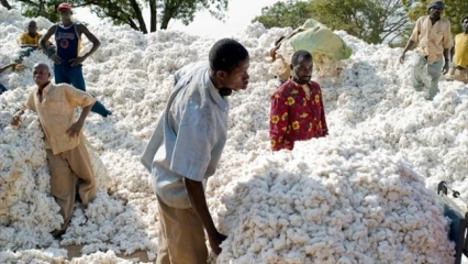 CAMPAGNE COTONNIÈRE 2019-2020 : Le Bénin encore premier en Afrique de l’ouest .714 713 tonnes produites