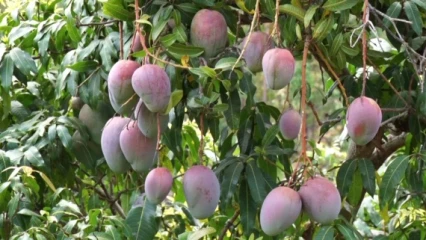 FILIÈRE MANGUE AU BÉNIN : Une richesse mal exploitée