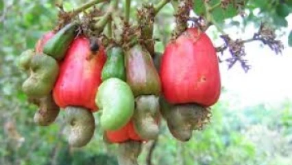 CUEILLETTE PRÉCOCE DES NOIX DE CAJOU :  Une pratique qui tue la qualité des amandes au Bénin