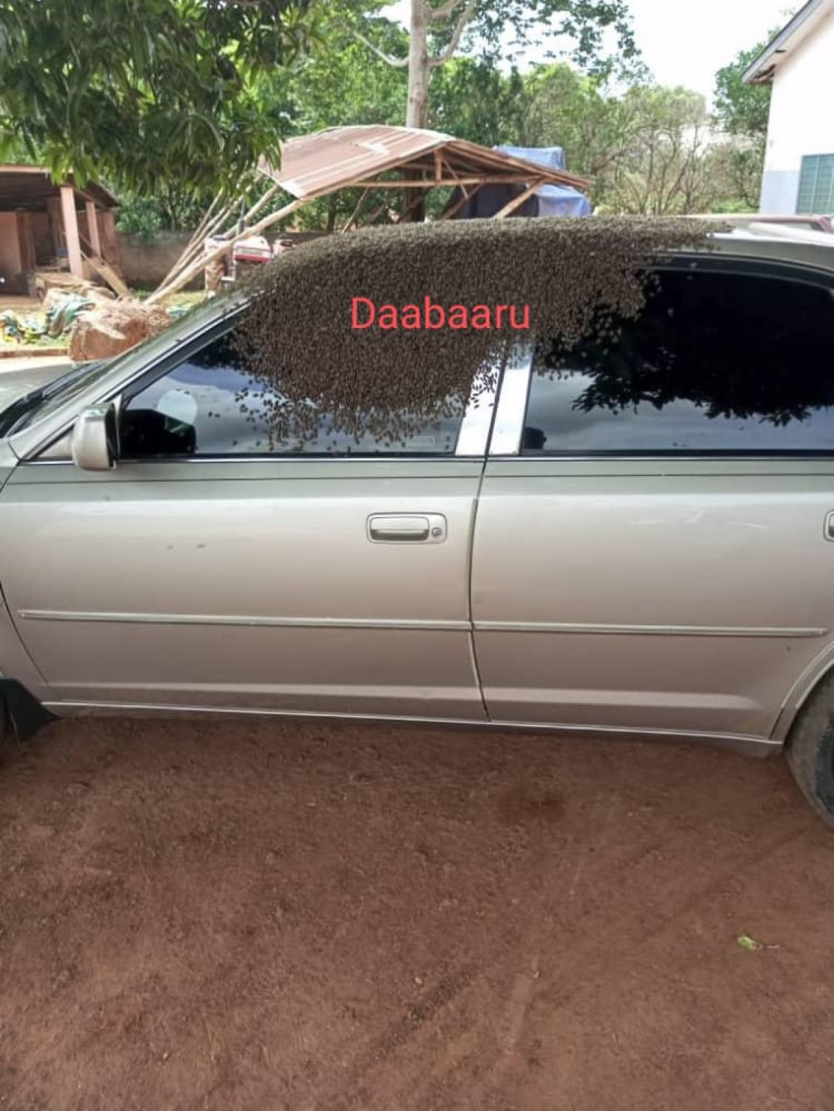 INSOLITE/PARTI PRENDRE SERVICE DANS UNE MAIRIE DU DÉPARTEMENT DU COUFFO,  La voiture d&rsquo;un cadre tiré au sort envahie par des abeilles