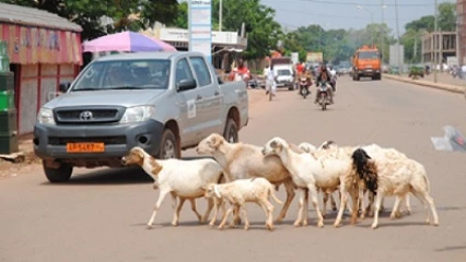 DIVAGATION DES ANIMAUX DANS LA VILLE DE NATITINGOU : Le maire Taté Ouindéyama annonce la phase répressive