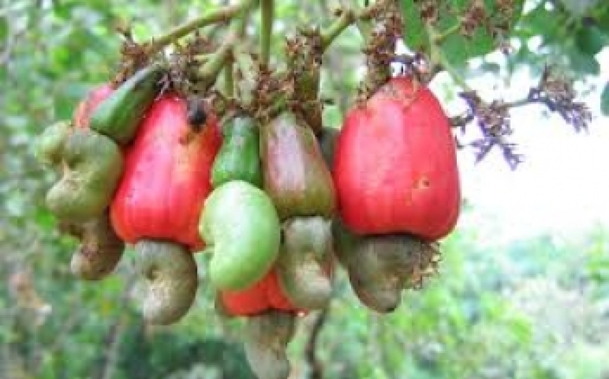 CUEILLETTE PRÉCOCE DES NOIX DE CAJOU :  Une pratique qui tue la qualité des amandes au Bénin